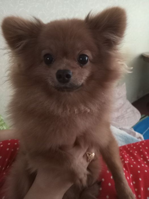 померанский шпиц хлопчек