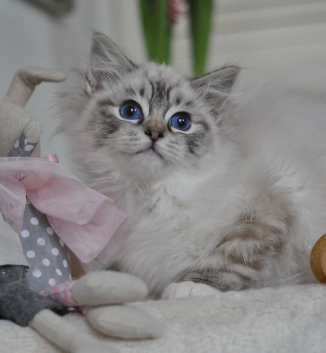 Kocurek seal mitted tabby gotowy do odbioru