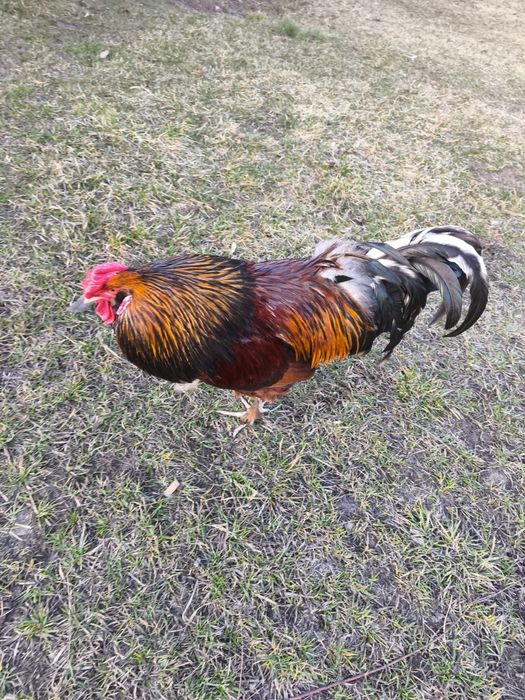 Sprzedam koguta  2 letni