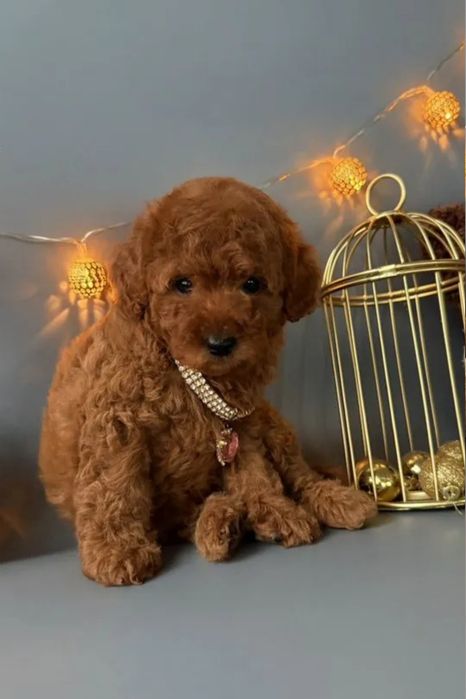 Красавчік той.   пудель