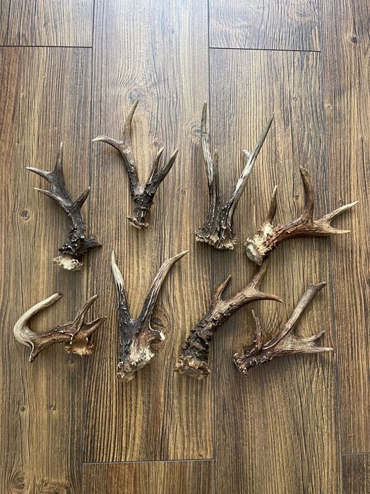 Poroże, Zrzuty, Prostki, Rogi Kozłów