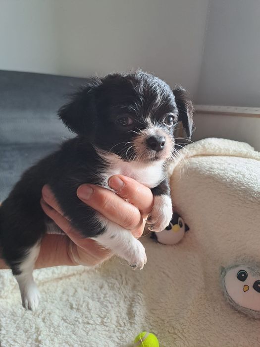 chihuahua macho pelo longo