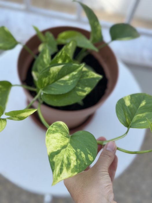 Planta Pothos com vase