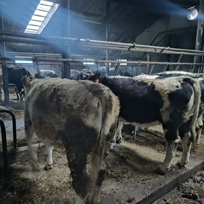 Jałówki cielne mięsne