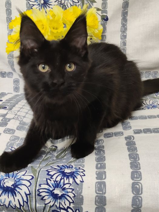 Мейн Кун девочка