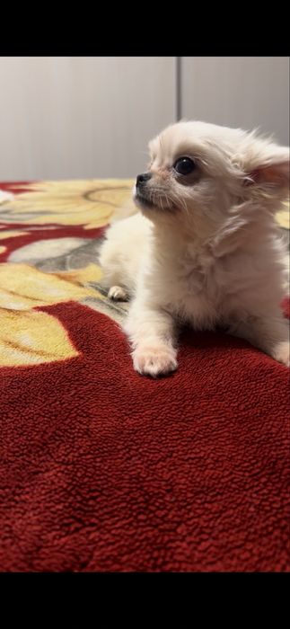 Хлопчик довгошерстний.