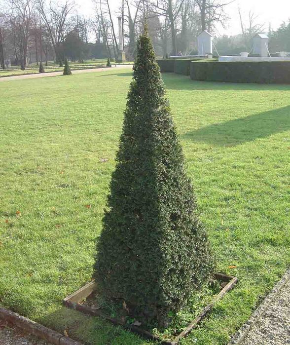 стрижка туй та декоративних рослин, косіння трави, стрижка газону