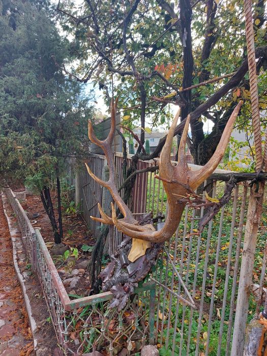 Продам оленячі роги