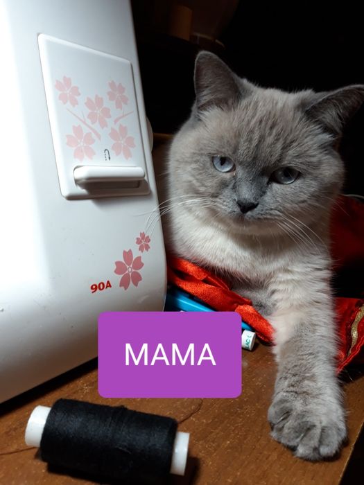 Блю-поинт страйт/ девочка