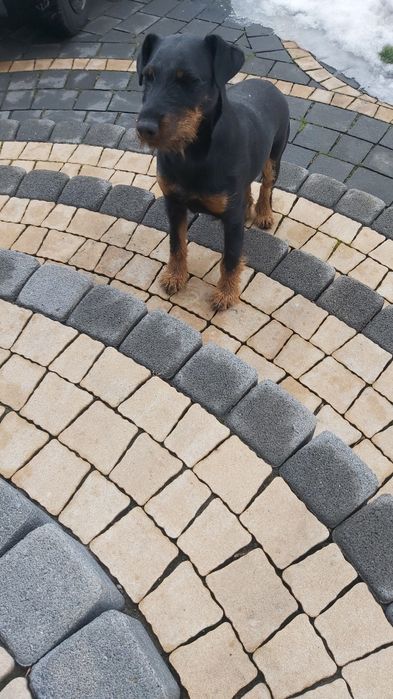 Do oddania jagterier  suczka.