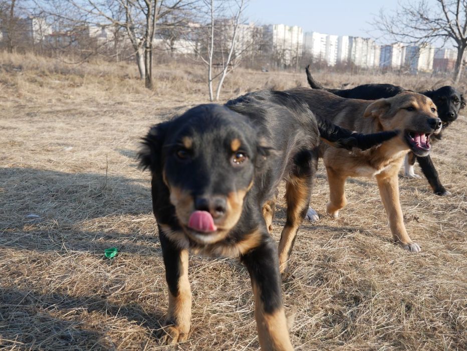 Щенок в добрые руки!
