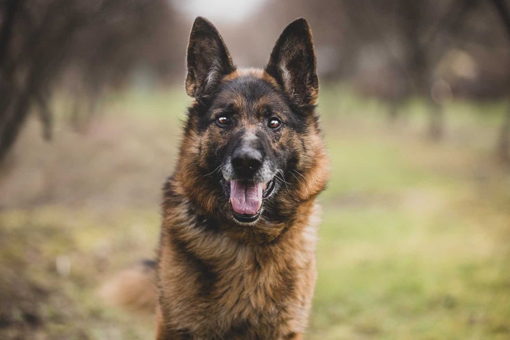 Szarik - owczarek niemiecki szuka kochającego domu!