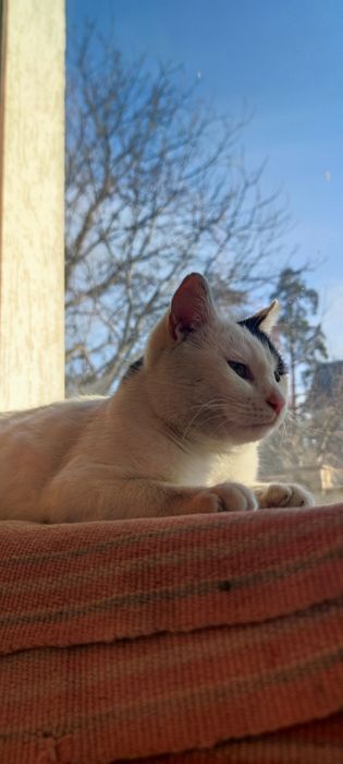 Кошенята і кішки в добрі руки