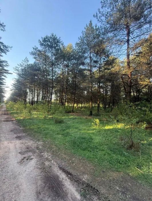 Działka przy lesie Nekielka - Widok 5