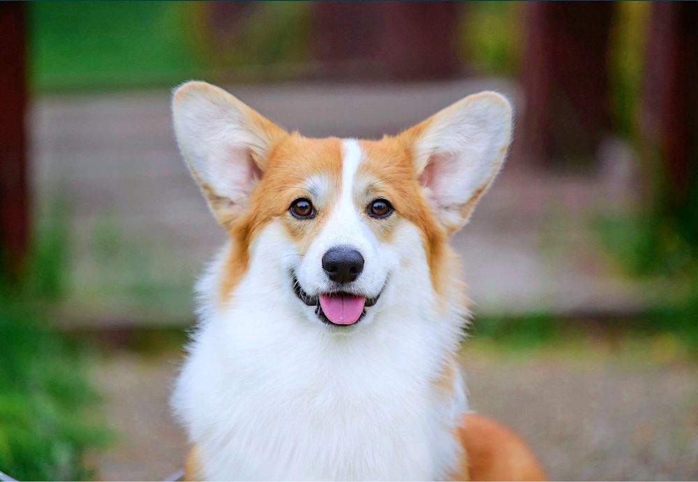 ВЯЗКА вельш корги пемброк