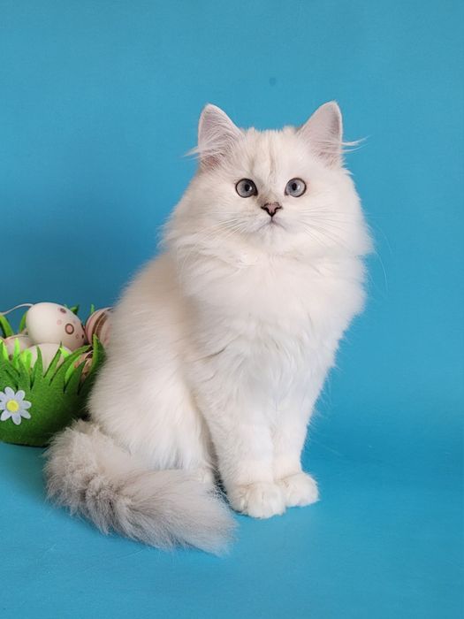 Срібляста шиншила поінт британські кошенята