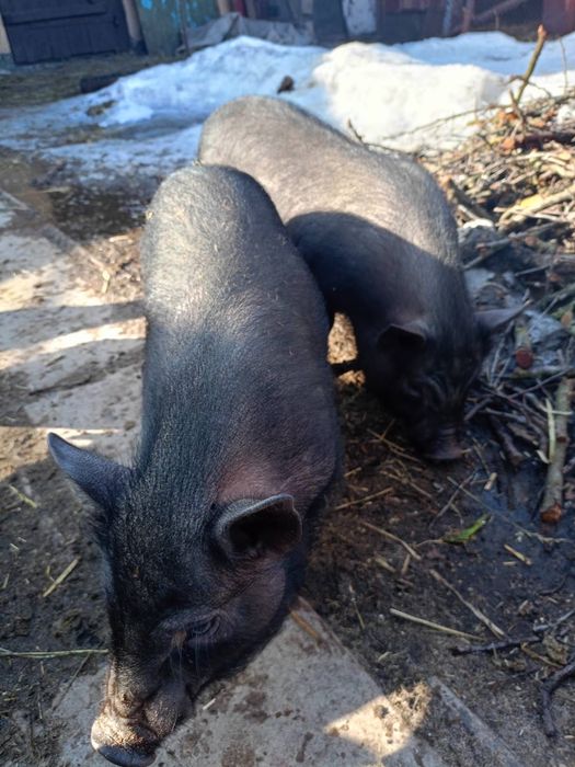 Продам в’єтнамські поросята