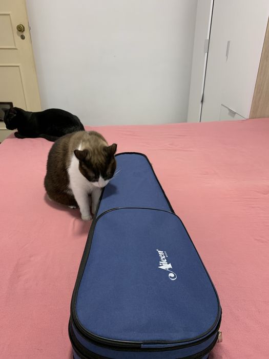 Violino  em bom estado (novo).