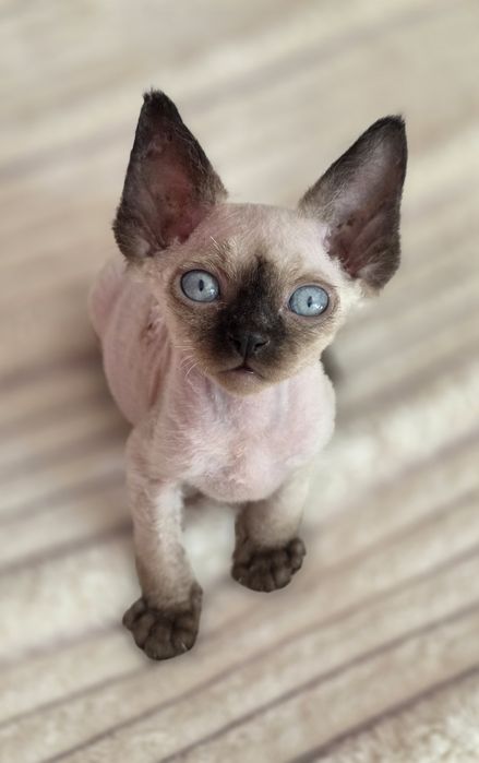 Devon Rex **Kocurek Niebieskoki**Do Rezerwacji