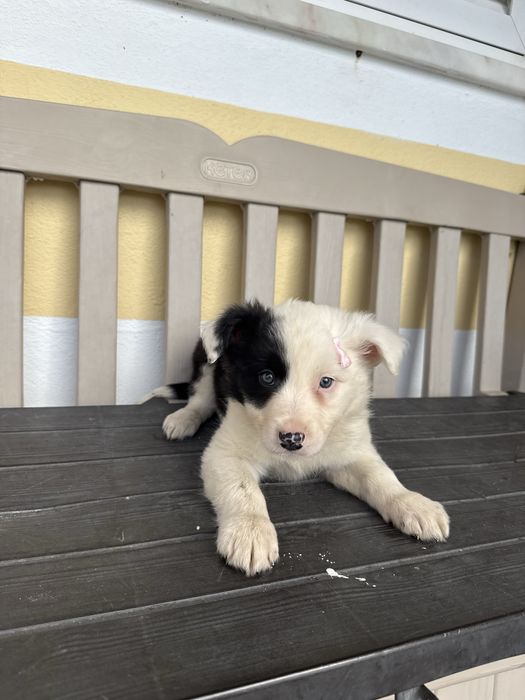 Border Collie Femea Linda Preta e Branco