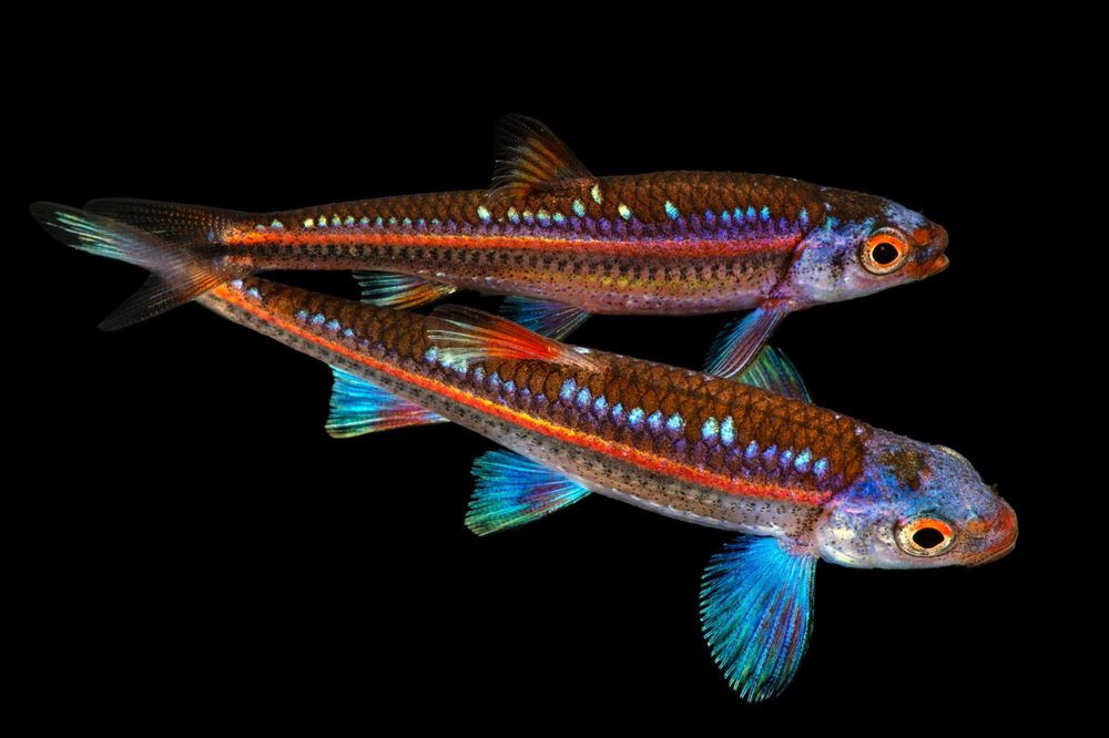 Błyszczyk Tęczowy - Notropis Chrosomus