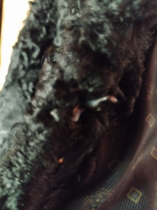 Futro czarne karakuly