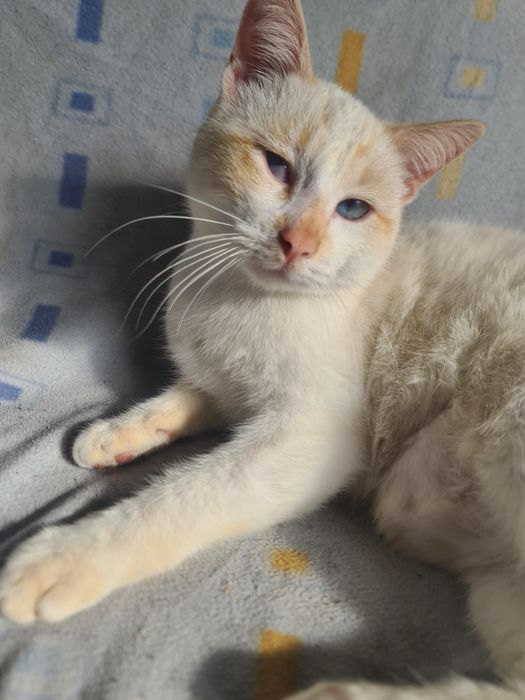 Gatinha especial e gatinho siamês para adoção responsável (~6 meses)