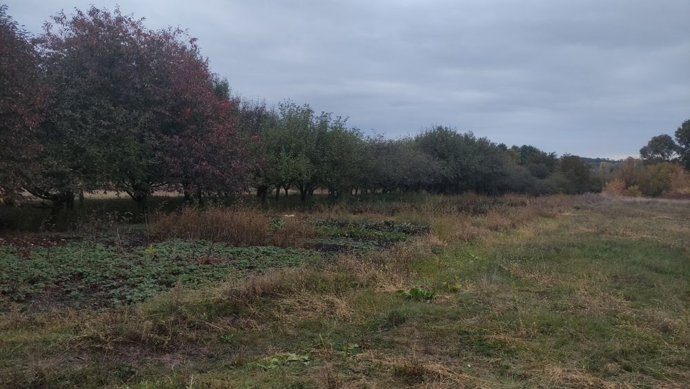 Будинок. Полтавська область, Гребінківський район, село Польове