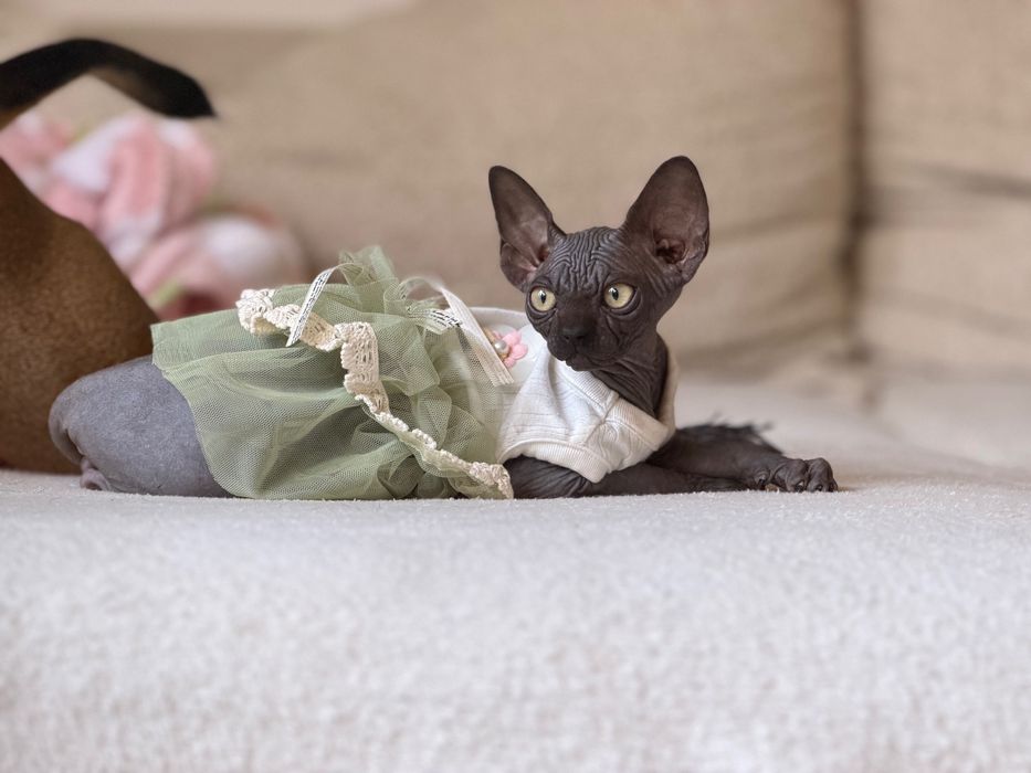 Sfinks Sphynx kanadyjski kotka