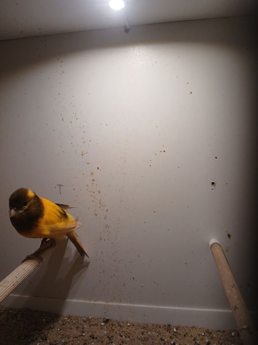 Kanarki samce na śpiewie