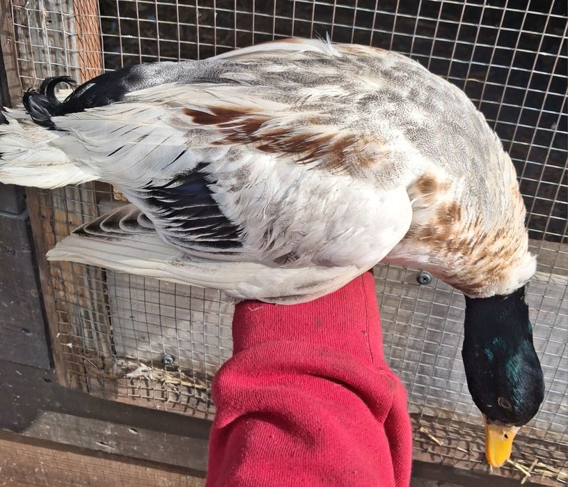 Callduck sprzedam parę