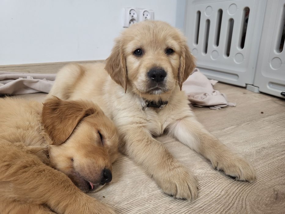 Samiec Golden Retriever gotowy do odbioru