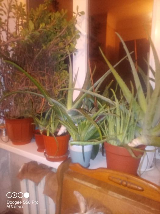 Обмен алоэ .есть более 30лет