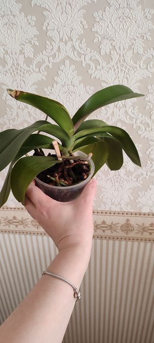 Орхідеї з кашпо колір невідомий