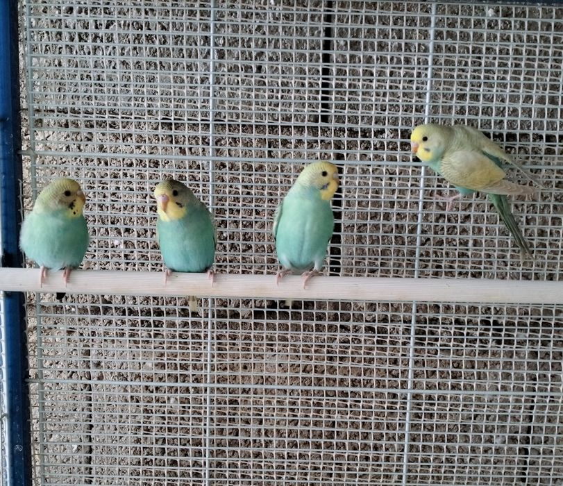 Piriquitos casais
