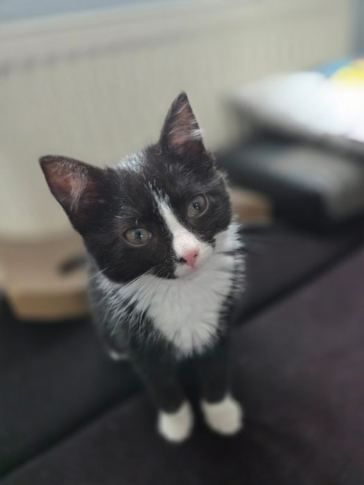 3 miesięczna kotka do adopcji
