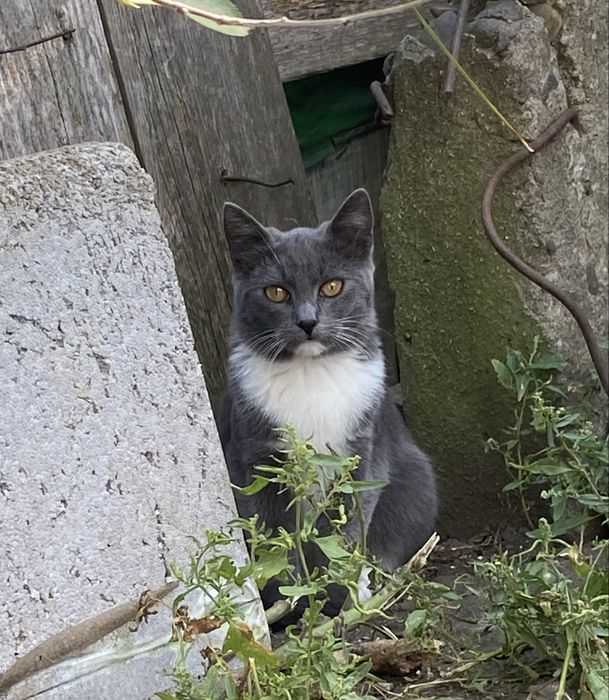 Шукаємо сімʼю для кошеня