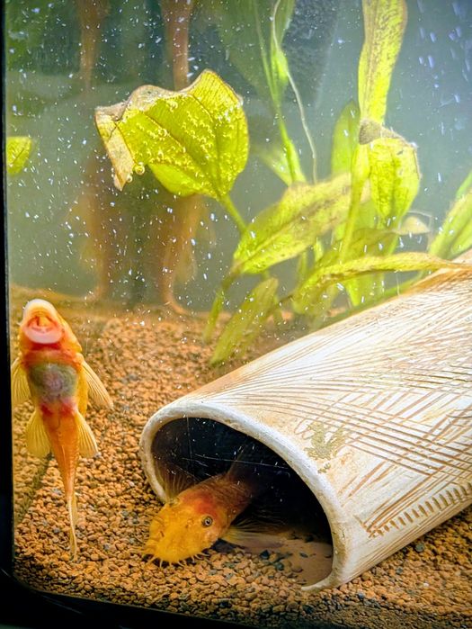 Zbrojnik czerwony - Ancistrus super red !!!Promocja!!!