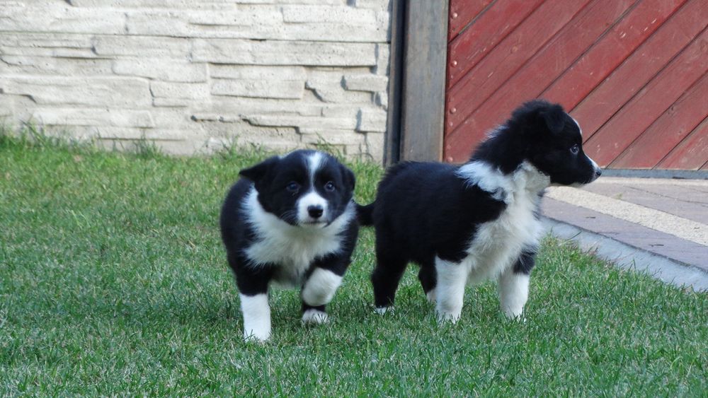 Border collie śliczna suczka