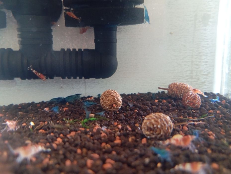 Caridinas Crystal Red