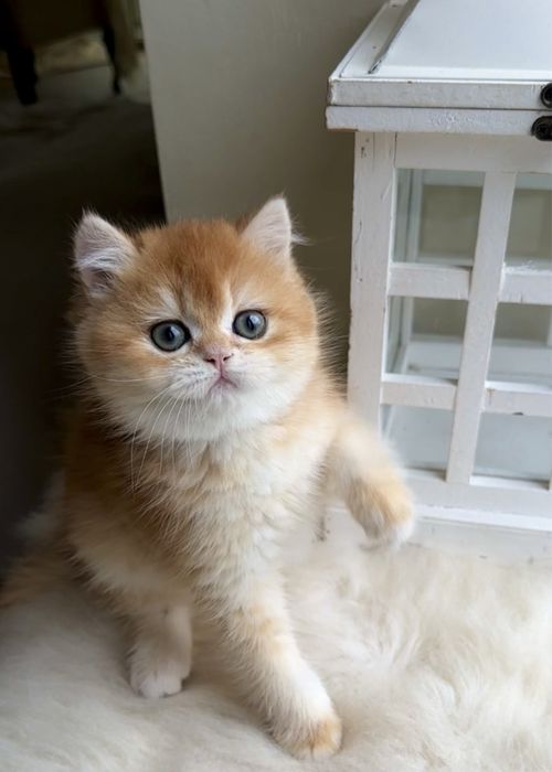 Котик британська золота шиншила кошенята хлопчик дівчинка