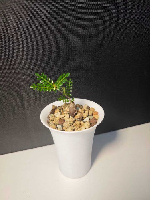 Operculicarya decaryi Caudex/ Kaudeks