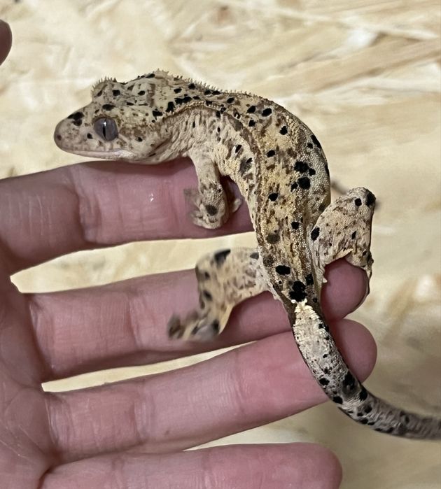 Gekon orzęsiony gekony orzęsione