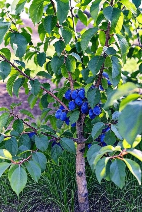 Drzewka owocowe 150 cm 180 cm