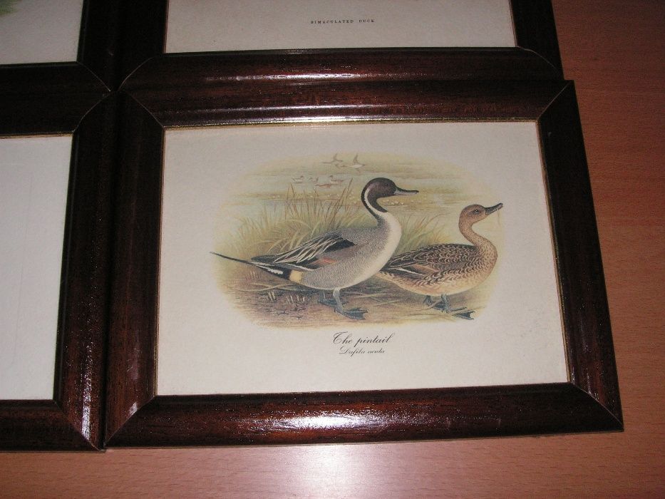 Quadro Tema Patos