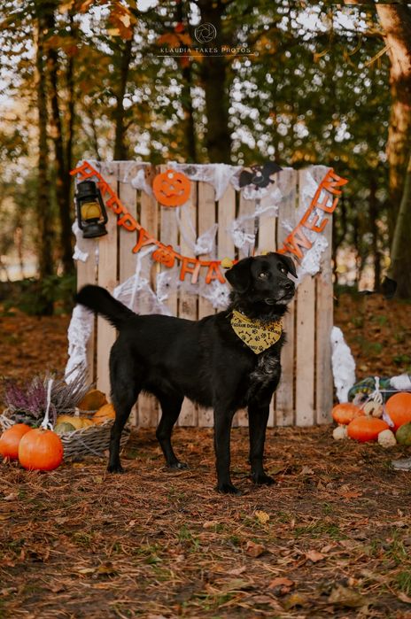 Czy niedowidzący pies ma szanse na dom?