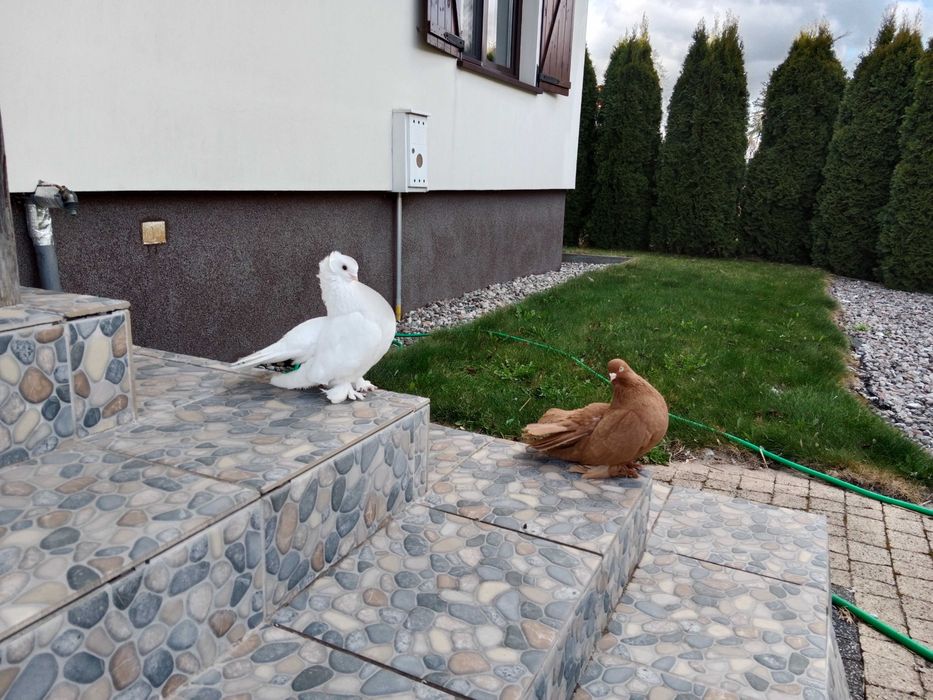 Gołębie ozdobne kol