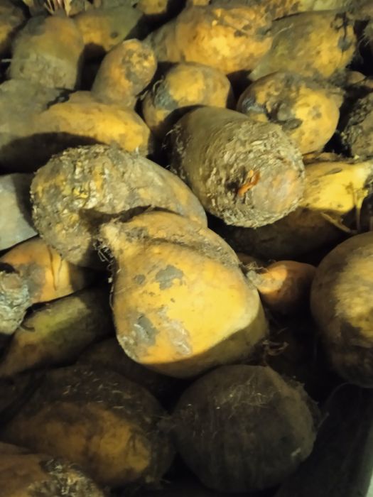 Продам буряки кормові