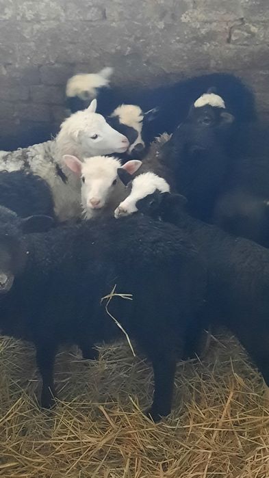Продам ягнят романівської породи