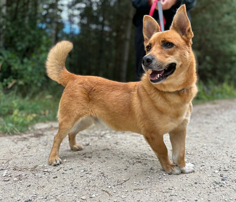 3 letni, Bobik 13kg, w typie korgi, adopcja,szuka domu